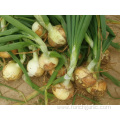Good Quality Yellow Onion New Crop For Export